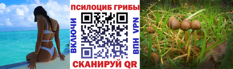 Галлюциногенные грибы Psilocybe где купить MEGA онион Краснозаводск